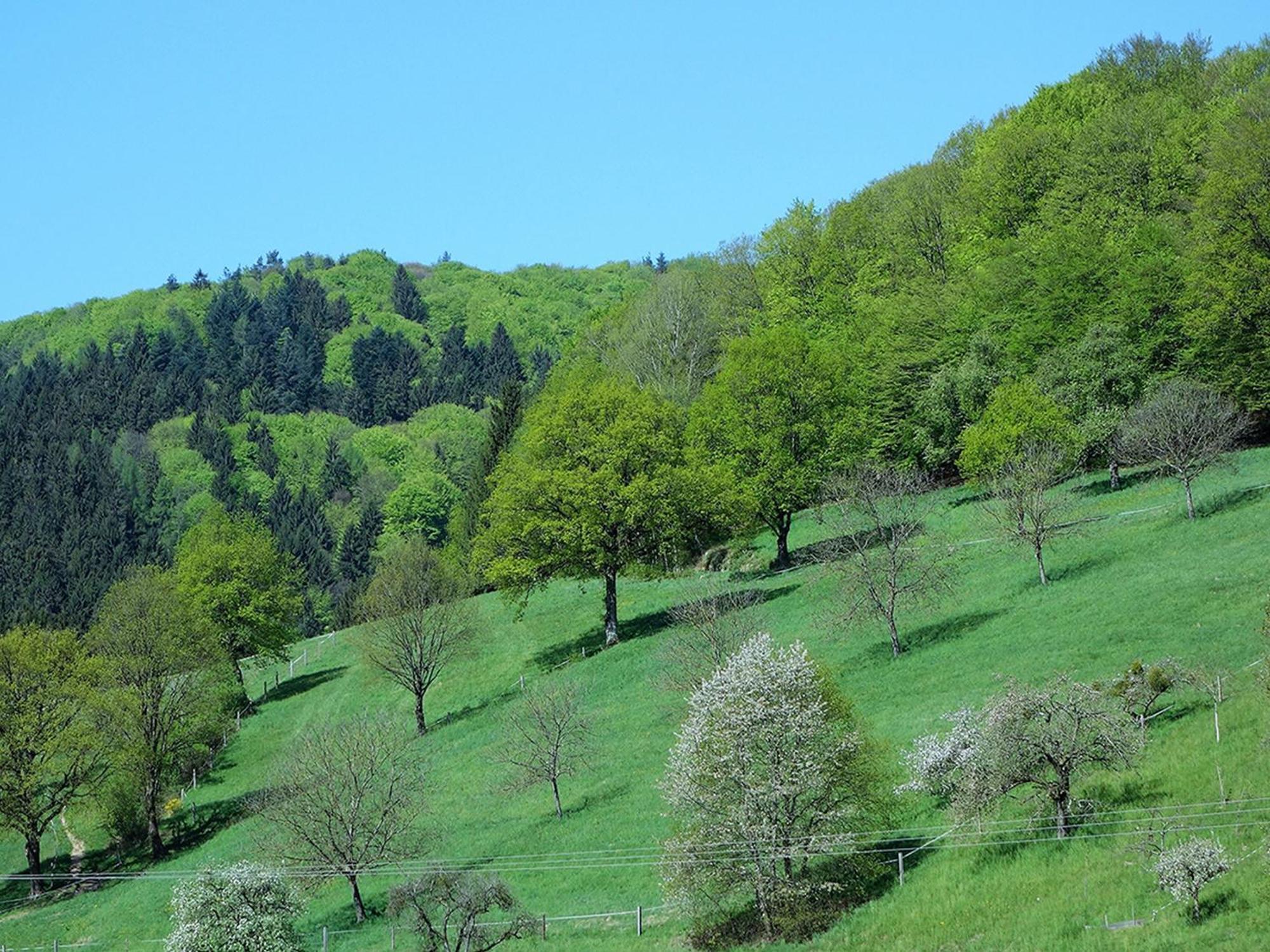 Ferienwohnungen Braun Seelbach  Exterior foto